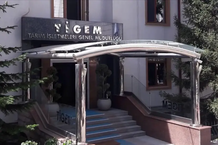 TİGEM safkan 14 Arap kısrağı satacak