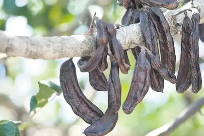 Keçiboynuzunu neden tüketmeliyiz?
