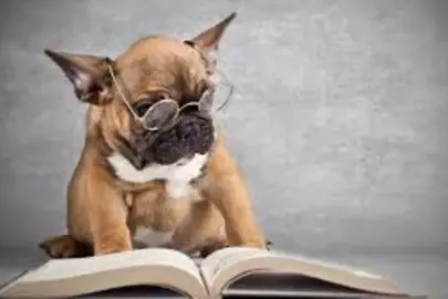 Köpekler öğrenmede bebeklerle yarışıyor