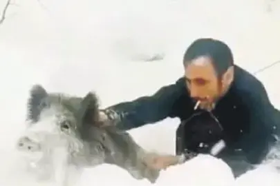 Sigarasını düşürmeden eliyle domuzu yakalayan dayı