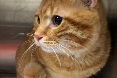 Evcil kedilerdeki kanser araştırmalarının, insanların tedavisinde umut olabileceği bildirildi