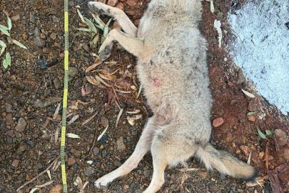 Fethiye'de aracın çarpması sonucu ölen kurt, TÜBİTAK projesine ışık tutacak