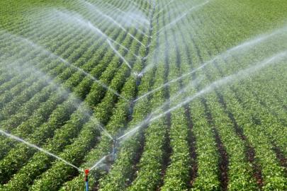 Türkiye 117 ülkeye tohum ihraç ediyor