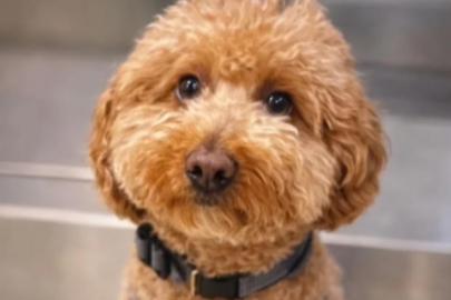 Uçağa binebilmek için, köpeğini havaalanında terk etti