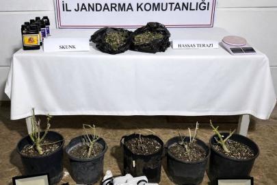 Aksu’da serada uyuşturucu üretimine operasyon