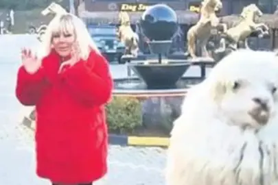 Alpaka suratına tükürdü