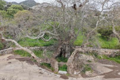 Bodrum'da 2 bin yıllık olduğu tahmin edilen çınar ağacı bulundu