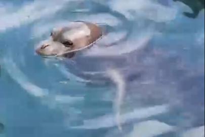 Bodrum’da balıkçı barınağında fok görüldü