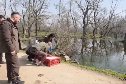 Bursa Karacabey’de yaban hayata özgürlük