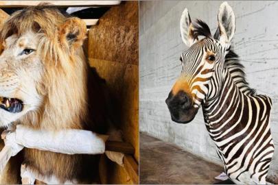 Dubai'den Gürcistan'a kaçakçılık Trabzon'da durduruldu