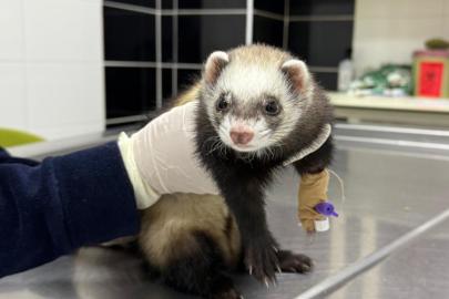 Gelincik sağlığına kavuşturuldu