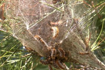 Ormanlarda sessiz tehlike; çam kese tırtılı uyarısı