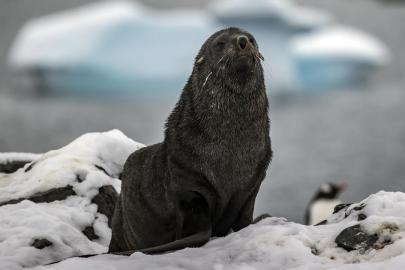 Antarktika'nın simge türleri yok olma eşiğinde