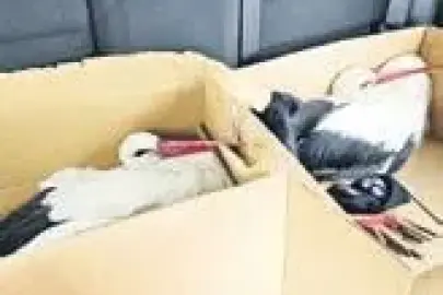 Bir insan neden leylek vurur?