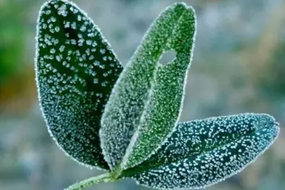 Bursa’dan zirai don uyarısı!