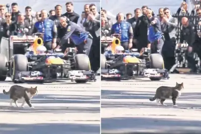 En iyi Formula 1 tanıtımı kediden geldi