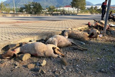 Motosiklet koyun sürücünün arasına daldı; sürücü yaralandı, 8 koyun öldü