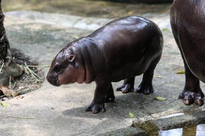 Pablo Escobar'ın su aygırları için öldürme kararı