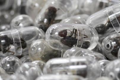 Valizinden 2 bin 200 canlı karınca çıktı