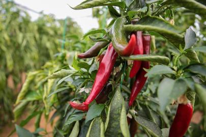 Zirai ilaçlara dijital takip: BReçete geliyor