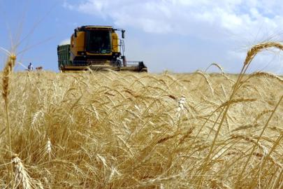 Avustralya'da fare istilası: Tarım alanlarını vurdu