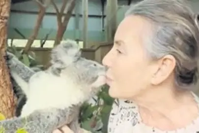 Koala sevgisi