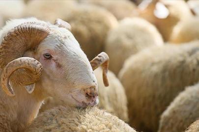 Kurban Bayramı deri sektörüne ivme kazandıracak
