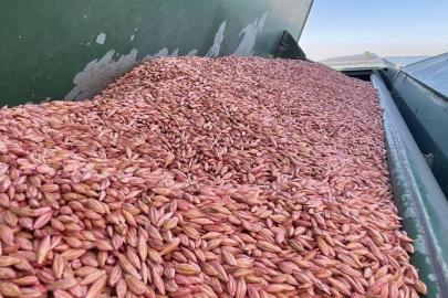 211 ülkeye 4,8 milyar dolarlık hububat ihraç edildi